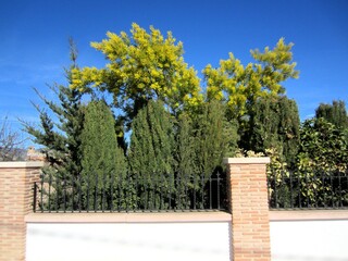 garden fence and hedge