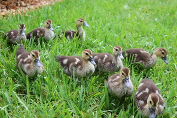 Baby duck walk on meadow