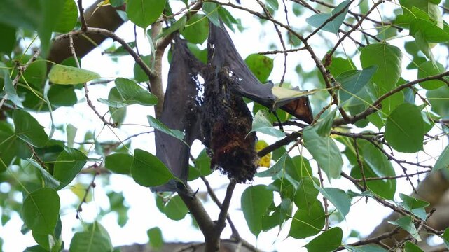 A dead flying fox hanging upside down from a tree branch in a forested area, slowly decaying in the nature, close up shot.