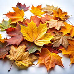 Fototapeta premium autumn season with dry leaves on white background