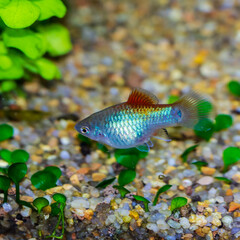 Blue platy in an aquarium on a sandy background