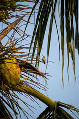 beautiful sun bird is playing on the branches of the big tree at sunrise