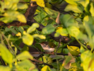 beautiful sun bird is playing on the branches of the big tree at sunrise