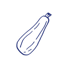 Zucchini. Vegetable sketch. Hand drawn blue pen or marker drawing. Primitive kids picture
