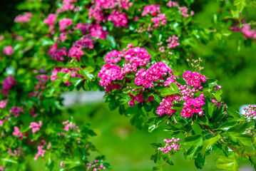  Crataegus Pauls Scarlet blooms in the botanical garden
