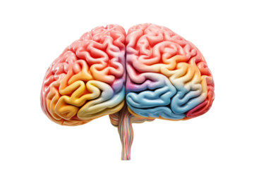Colorful brain illustration showcasing intricate neural pathways and structures on a white isolated background.