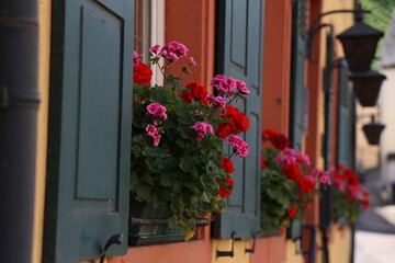 Beautiful flowers Beautiful flowers on the windows