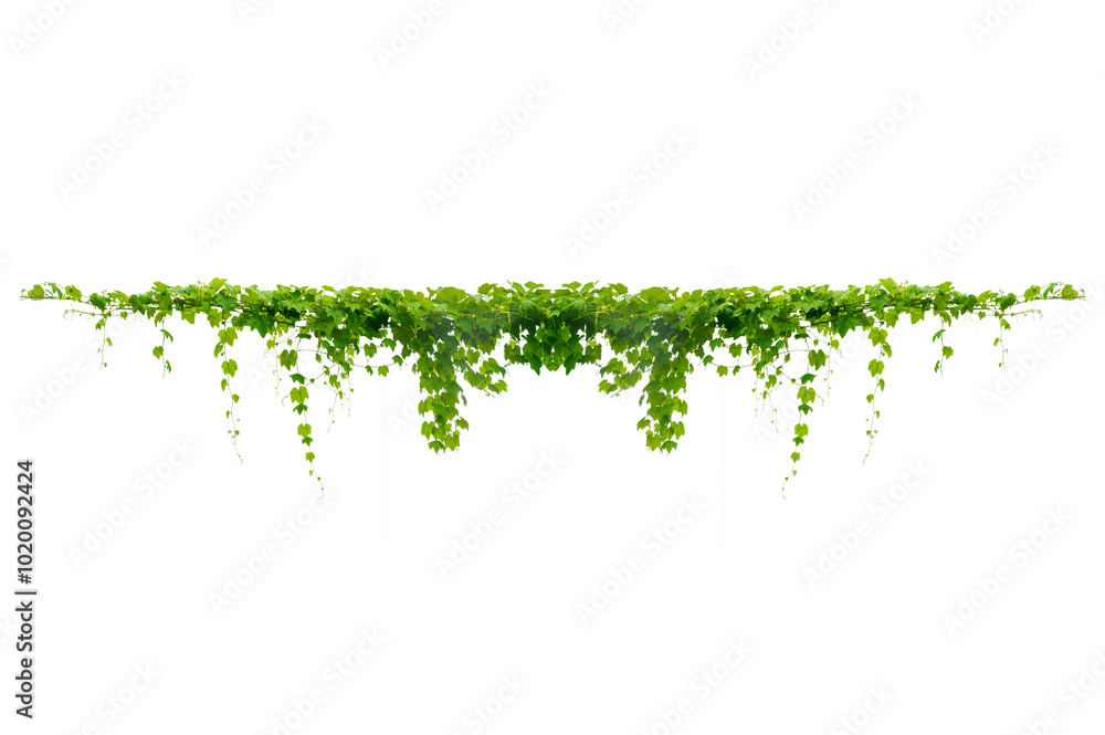 Wall mural vine frame leaf vine circle isolate on transparent background png file