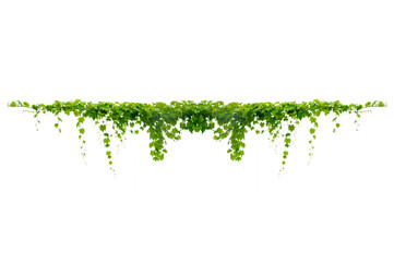 vine frame leaf vine circle Isolate on transparent background PNG file