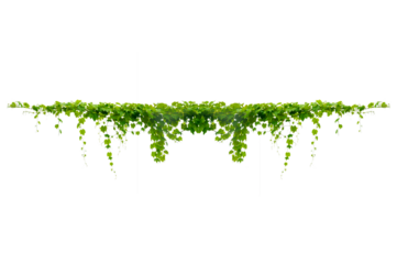 vine frame leaf vine circle Isolate on transparent background PNG file