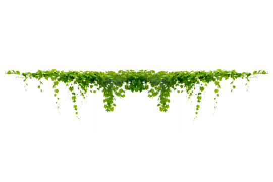 vine frame leaf vine circle Isolate on transparent background PNG file