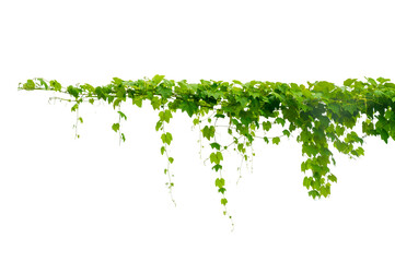 vine frame leaf vine circle Isolate on transparent background PNG file