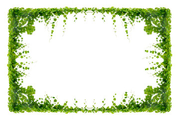vine frame leaf vine circle Isolate on transparent background PNG file