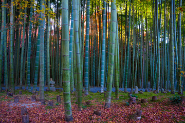 京都　圓光寺の竹林　秋