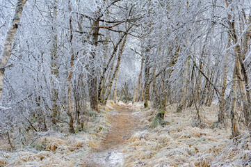 A path covered in frost leads through a dense forest where the branches of the trees are frosted in ice. © Alf Terje Vollan