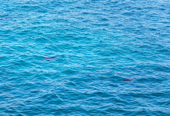 Manta rays at Manta Bay, Island Nusa Penida, Indonesia, Southeast Asia.