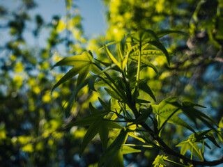 Tree leaves