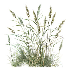 Grass Clipart Vector Illustration