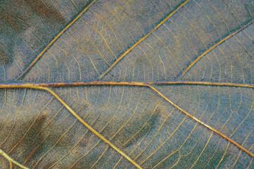 Close up of brown Teak leaves