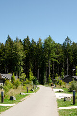 road in the forest