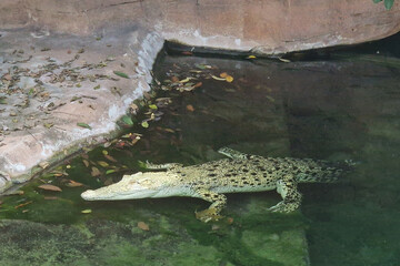alligator in the water