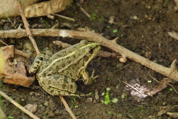 frog on the grass