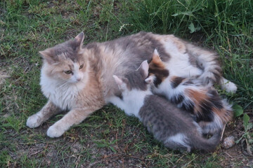 A cat with kitten 
