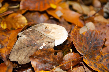 autumn leaves on the ground
