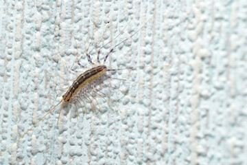 Scutigera coleoptrata sits on a wall. View from above.