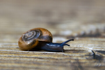 snail on a stone