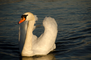 mute swan cygnus olor