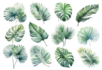 watercolor tropical monstera green leaves set hand drawn illustration