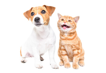 Jack russell terrier puppy and meowing scottish straight kitten sitting together isolated on white...