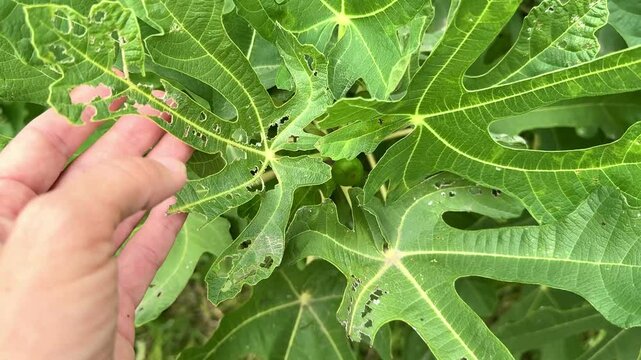 pest-damaged fig tree leaves. Fig diseases. pests damage the leaves of fruit trees
