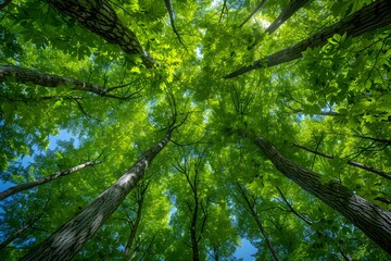 Fototapeta premium Tranquil Forest Canopy with Sunlight Filtering Through Lush Greenery