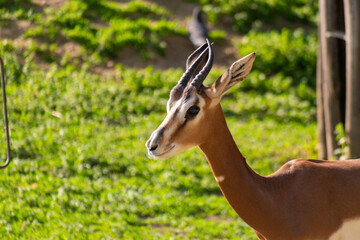 impala in the savannah