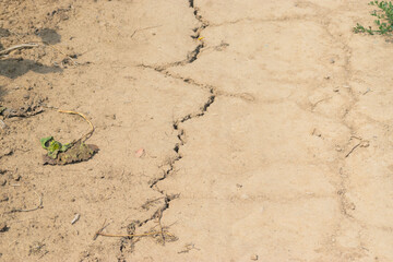 dried ground