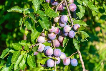 plums on a tree