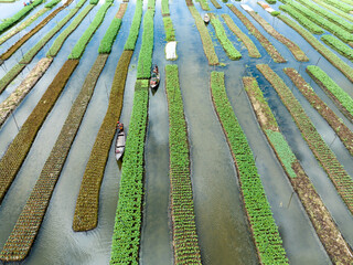 Floating farming process in Bangladesh due to the impact of climate change