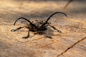 longhorn beetle