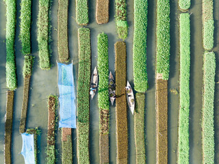 Floating farming process in Bangladesh due to the impact of climate change