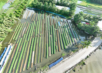 Floating farming process in Bangladesh due to the impact of climate change