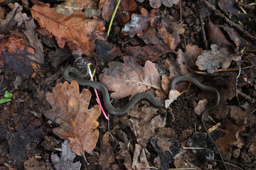 Young Rat snake or coluber on dry leaves in the garden. Hierophis viridiflavus.Colubridae family