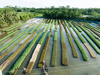 Floating farming process in Bangladesh due to the impact of climate change