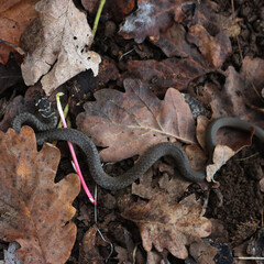 Young Rat snake or coluber on dry leaves in the garden. Hierophis viridiflavus.Colubridae family