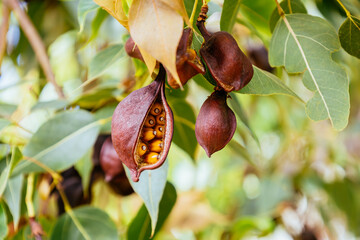 Opened seed pod of Brachychiton populneus tree in Tenerife, Spain. Branch with brown dry seeds of...