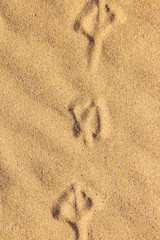 Gull tracks In sandy beach