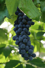 Close-up of ripe dark Pinot Noir grape ready to harvest on branch in the vineyard. Vitis vinifera