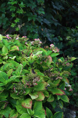 Hydrangea or Hortensia bush with faded  flowers on autumn season  in the garden