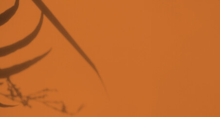 Brown backgrund autumn summer overlay abstract sun shadow leaf white gradient color blur room cement floor wall backdrop mockup product beauty cosmetic presentation minimal empty card tropical.